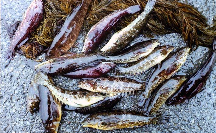 波止での投げ釣りでクジメにカサゴ【大分・国東半島】キスは不発
