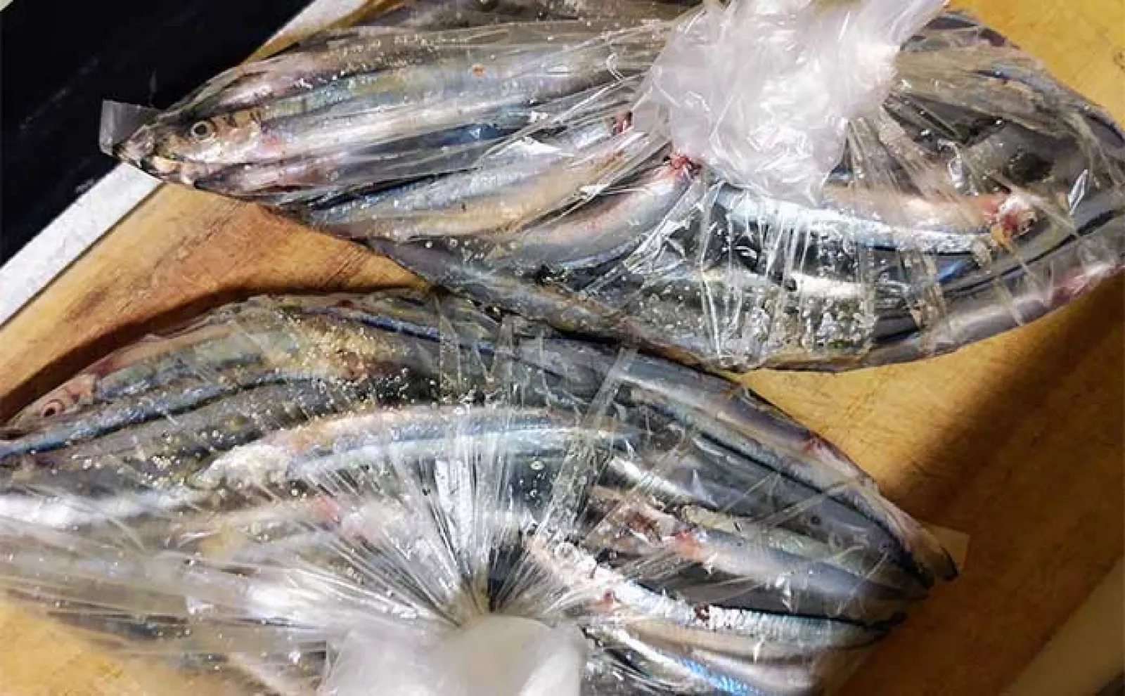 フカセ釣りでヒラスズキを狙う方法 【タックル・エサ・釣り方を解説】