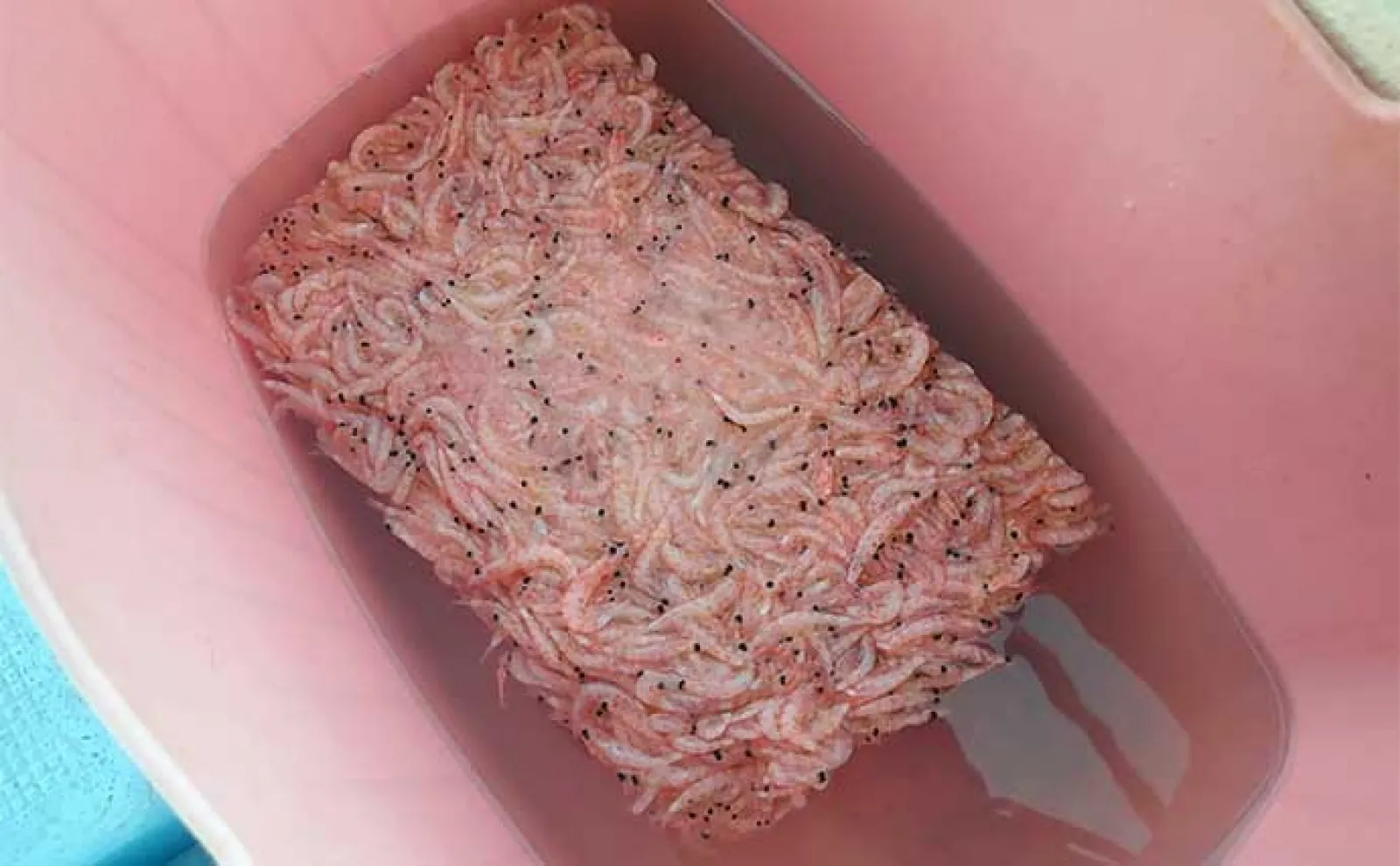 フカセ釣りでヒラスズキを狙う方法 【タックル・エサ・釣り方を解説】