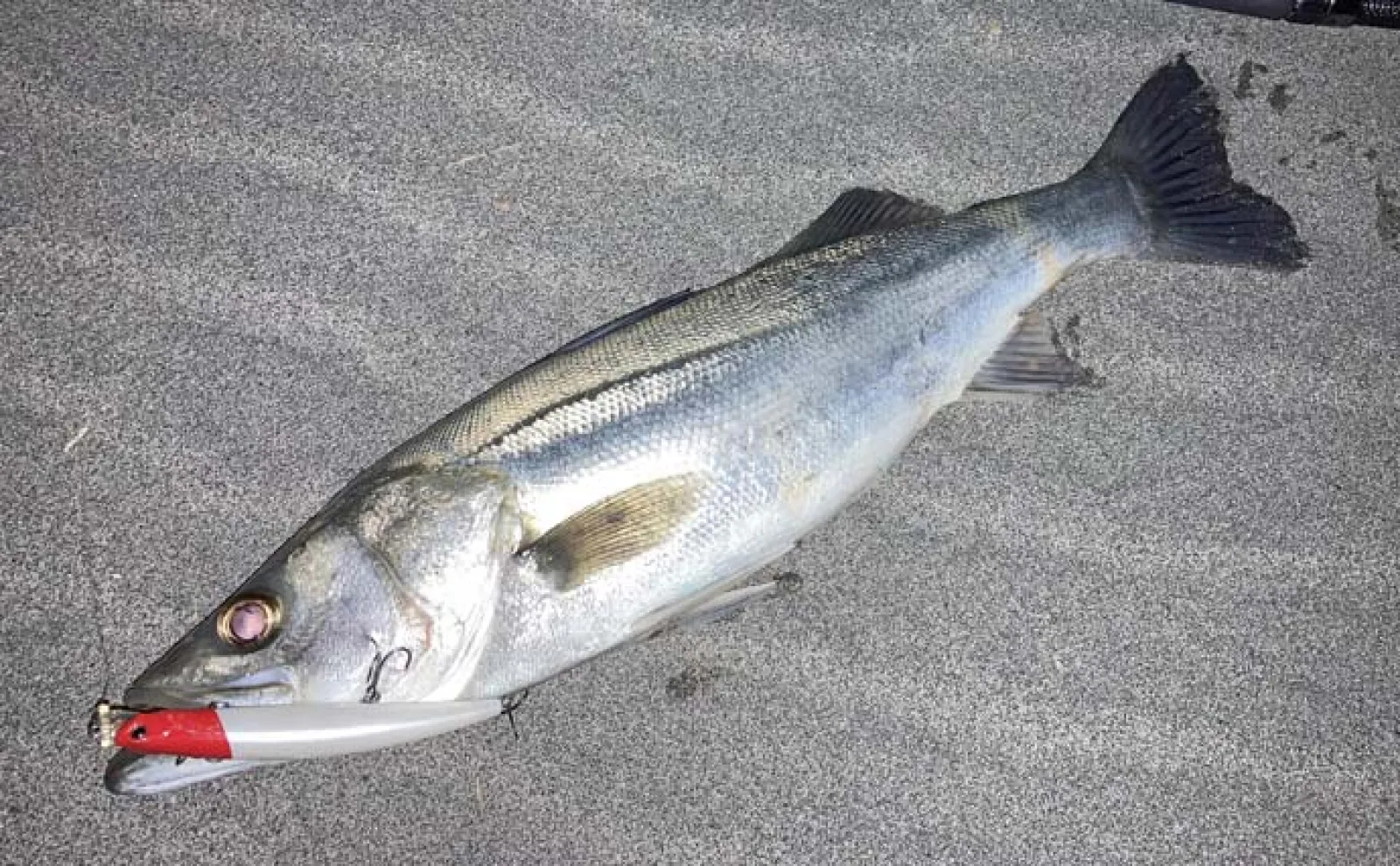 遠州灘サーフルアー釣行で60cm超シーバス【静岡・福田海岸】夜明け前にヒット