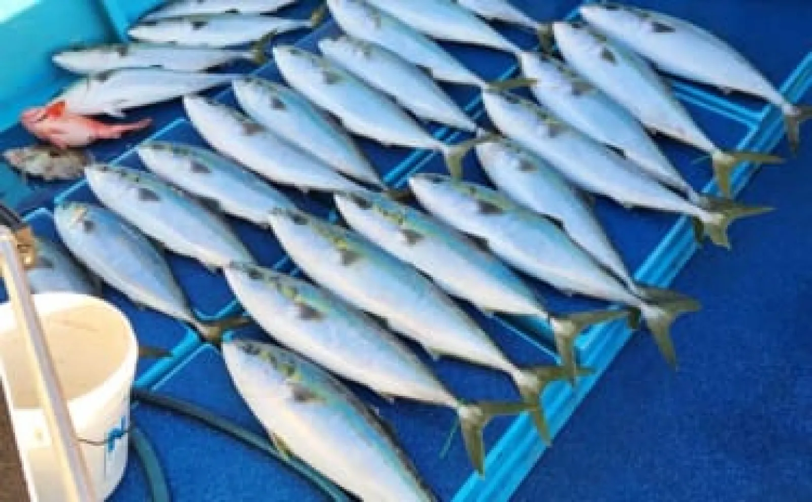 オフショアジギングで8.5kg頭に寒ブリ快釣【福岡】時合には3投連続ヒットも