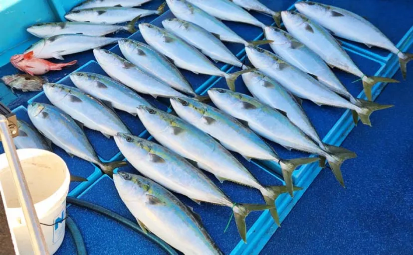 オフショアジギングで8.5kg頭に寒ブリ快釣【福岡】時合には3投連続ヒットも