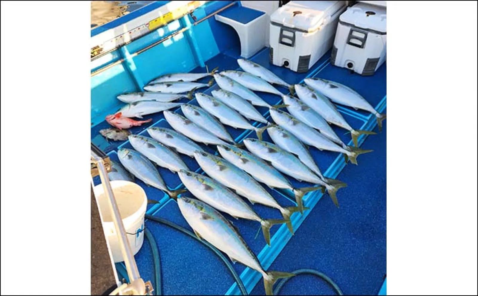 オフショアジギングで8.5kg頭に寒ブリ快釣【福岡】時合には3投連続ヒットも