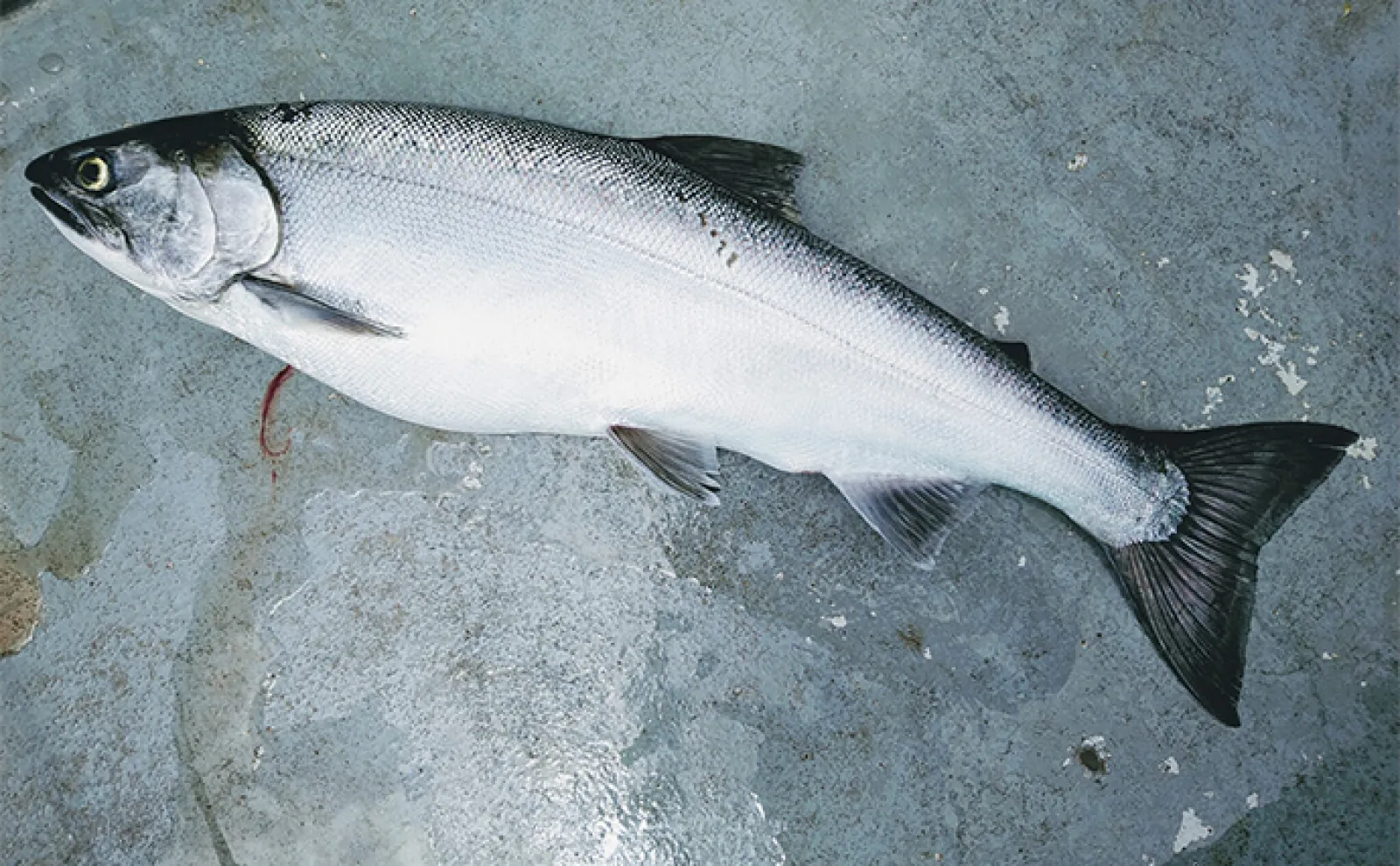 芦ノ湖トラウト釣りポイント紹介 5つのエリアごとに釣れる魚種も解説