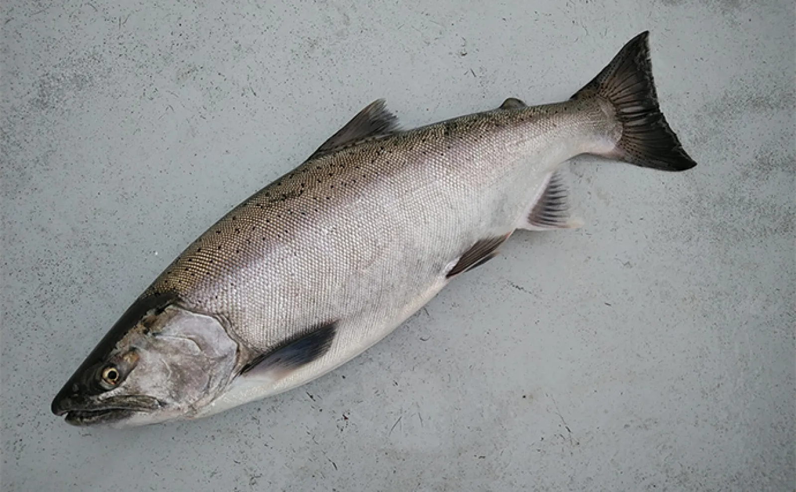 芦ノ湖トラウト釣りポイント紹介 5つのエリアごとに釣れる魚種も解説