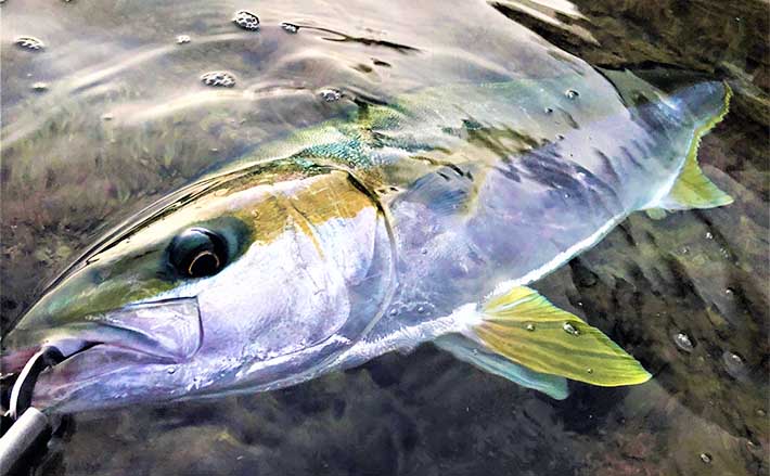 壱岐島は【異次元の釣りの楽園】　漁港で50cmアジに磯で1m超ヒラマサ狙える