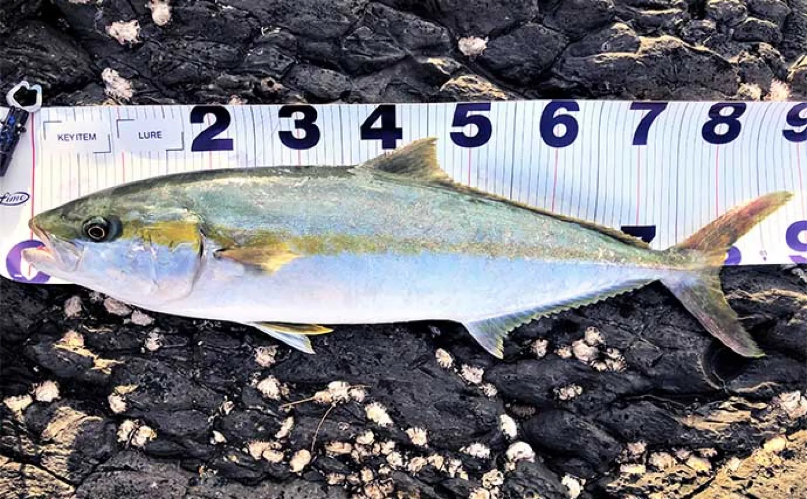 壱岐島は【異次元の釣りの楽園】　漁港で50cmアジに磯で1m超ヒラマサ狙える
