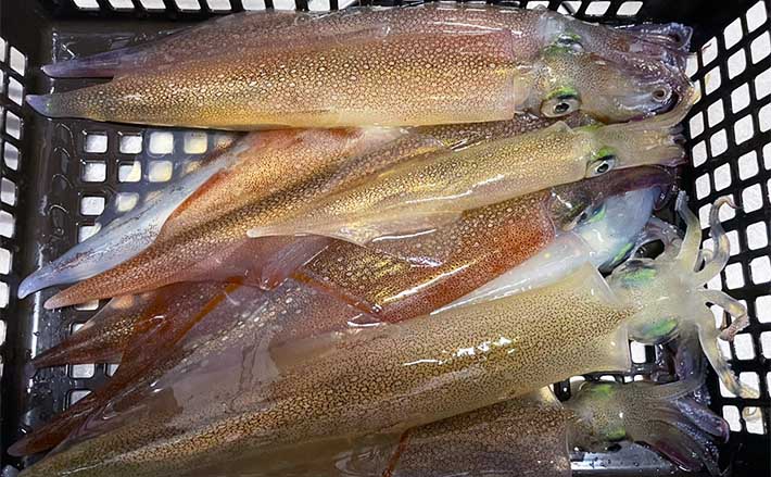 陸っぱりヤリイカ釣りで11杯　エギング・邪道エギング・ウキ釣り3種で挑戦