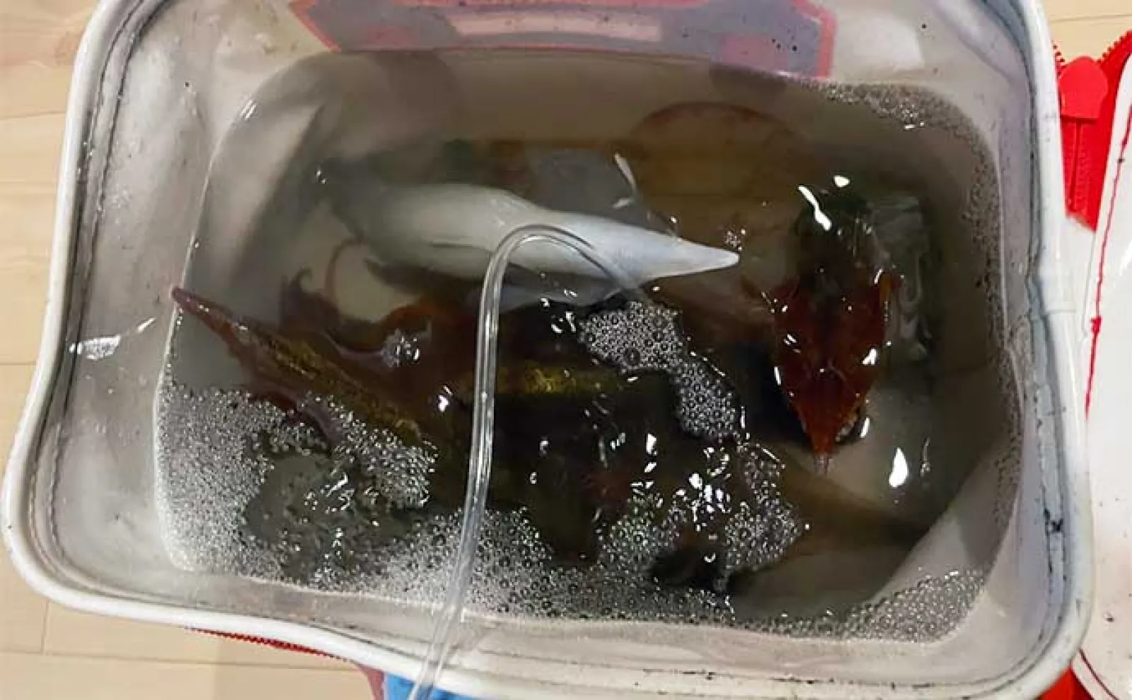 陸っぱりヤリイカ釣りで11杯 エギング・邪道エギング・ウキ釣り3種で挑戦