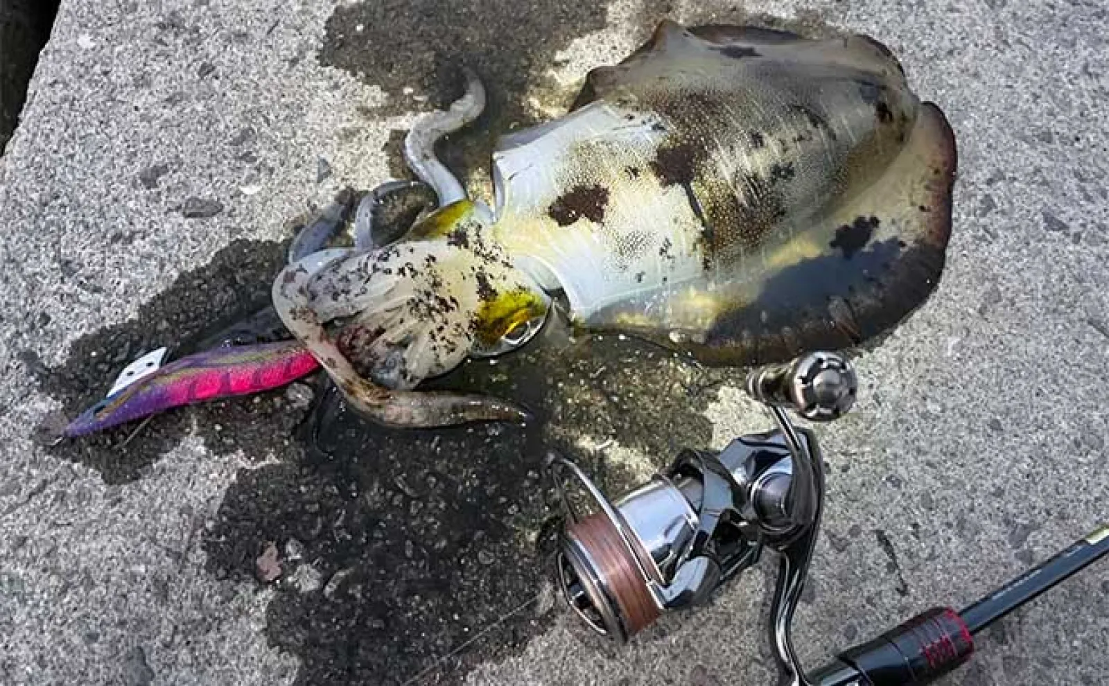 陸っぱりエギングで800g頭にアオリイカ2杯【熊本・天草】 激流攻略法とは?