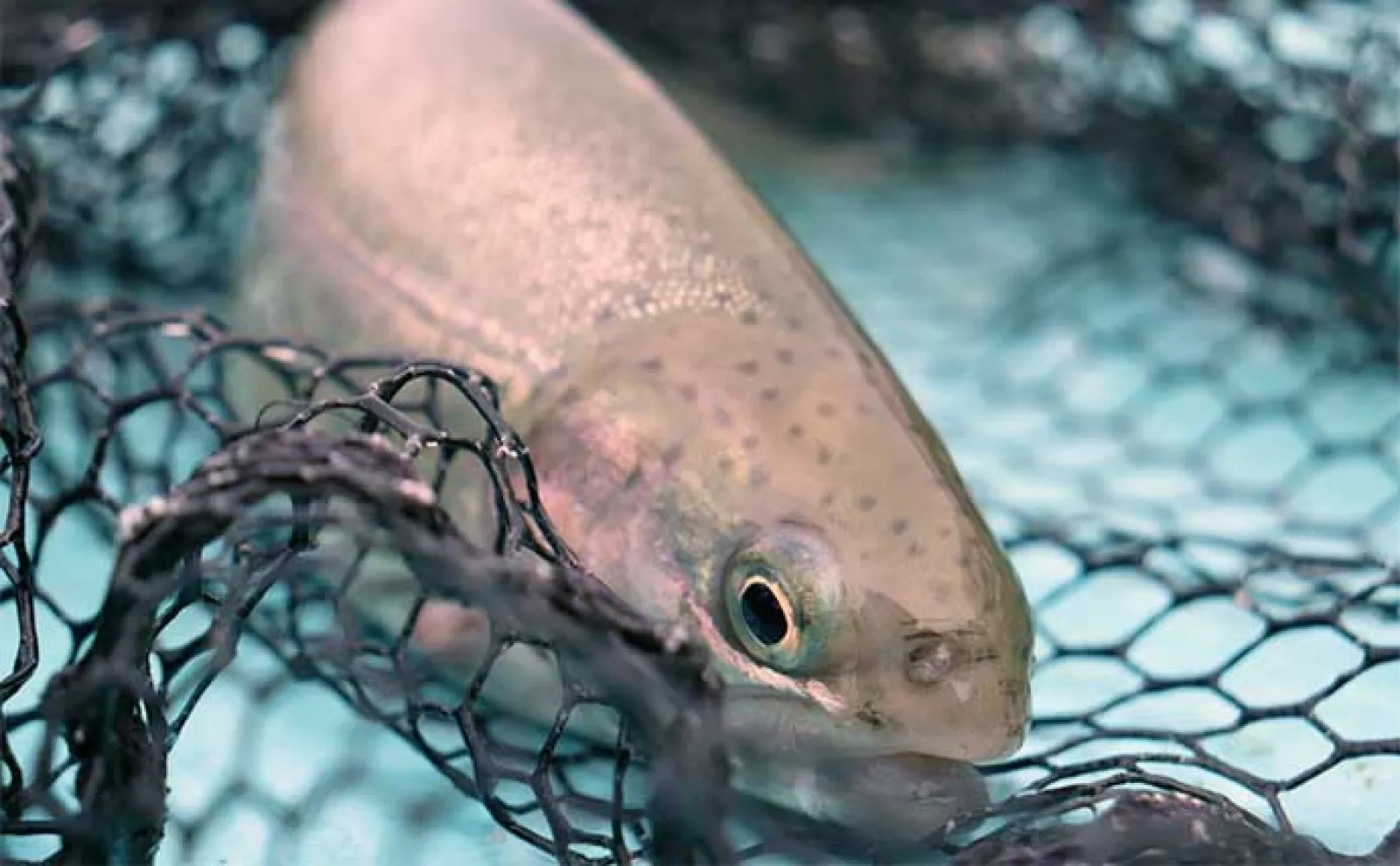 プールトラウト短時間釣行で23匹【かめプーフィッシングパーク】30cm前後が中心