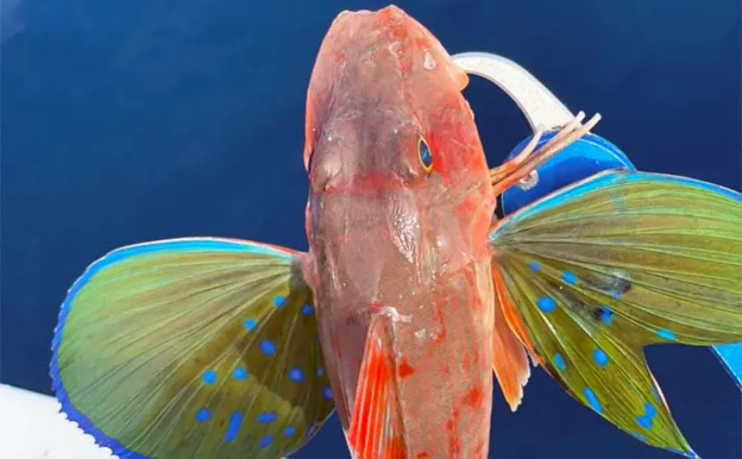 真冬のボートジギング釣行で美味魚『ホウボウ』手中【神奈川・葉山】イカは不発