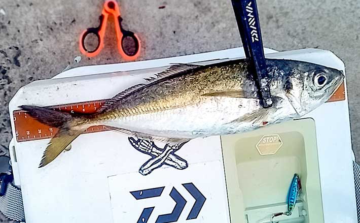 アジング釣行で29.5cm頭に良型アジにカマスがフィーバー【佐賀・馬渡島】