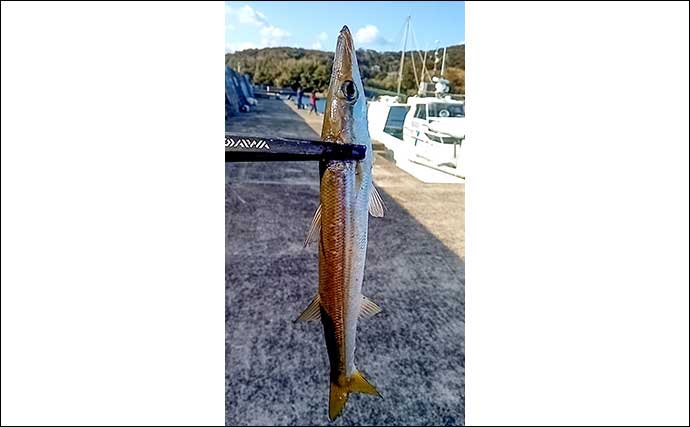 アジング釣行で29.5cm頭に良型アジにカマスがフィーバー【佐賀・馬渡島