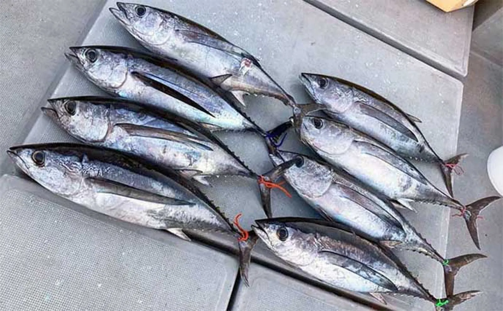 トンボジギング船で10kg級頭にビンチョウマグロ好捕【三重】 沖釣り最新釣果 | アウトドア | カーライフ・カー用品サイトMOBILA（モビラ）