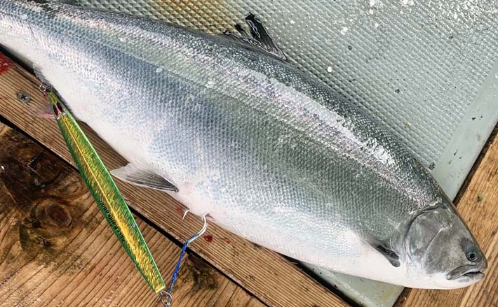 サクラマスジギング釣行でトップと大差の本命3尾【青森】ご当地