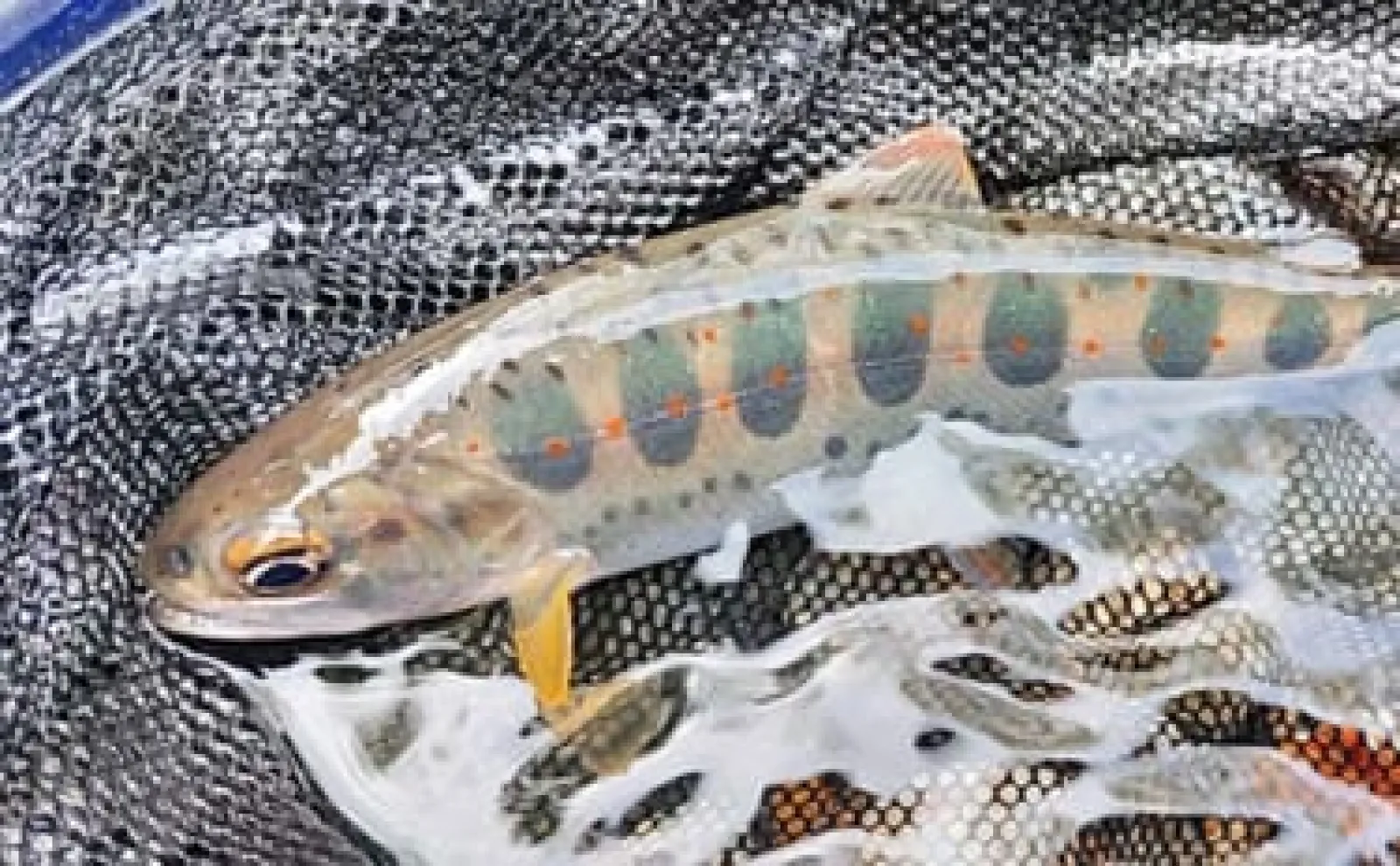 アマゴ狙いの渓流エサ釣りの釣り道具を徹底解説　【竿・タモ・ビク・エサ箱】