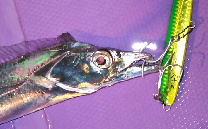 タチウオジギング釣行で本命30尾【沼津・勘栄丸】 単純ワンピッチではダメ