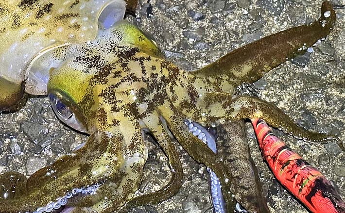 陸っぱりナイトエギングで1kg超アオリイカ【鹿児島】 ギャフ打ち失敗に後悔