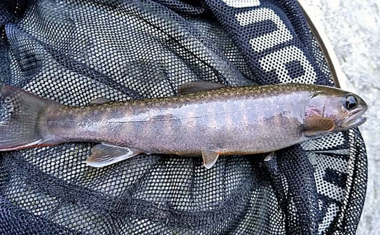 渓流釣りでよく釣れるのは【エサとルアーどっち?】 それぞれの長所短所を解説