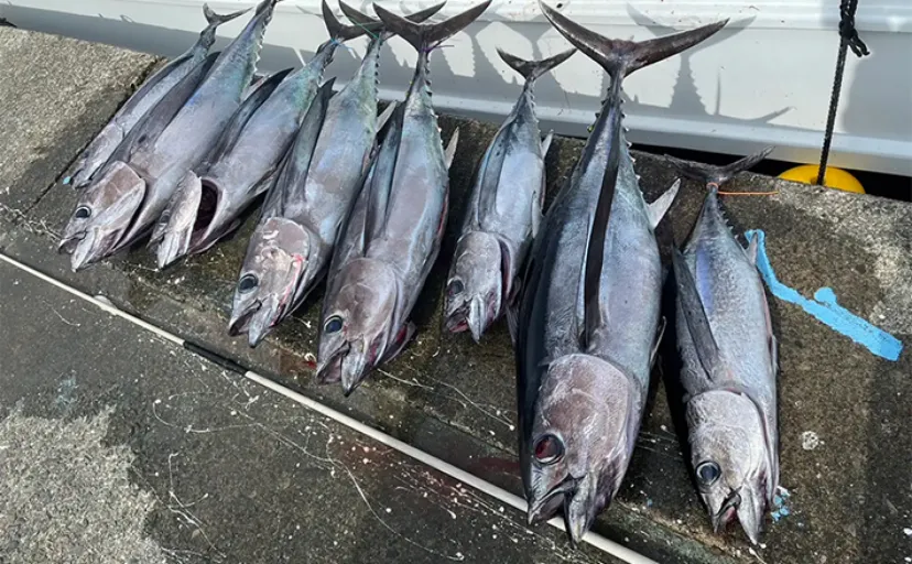 ジギングで16.7kg超大型ブリにマグロ堅調【関西・中国地方】最新船釣り釣果