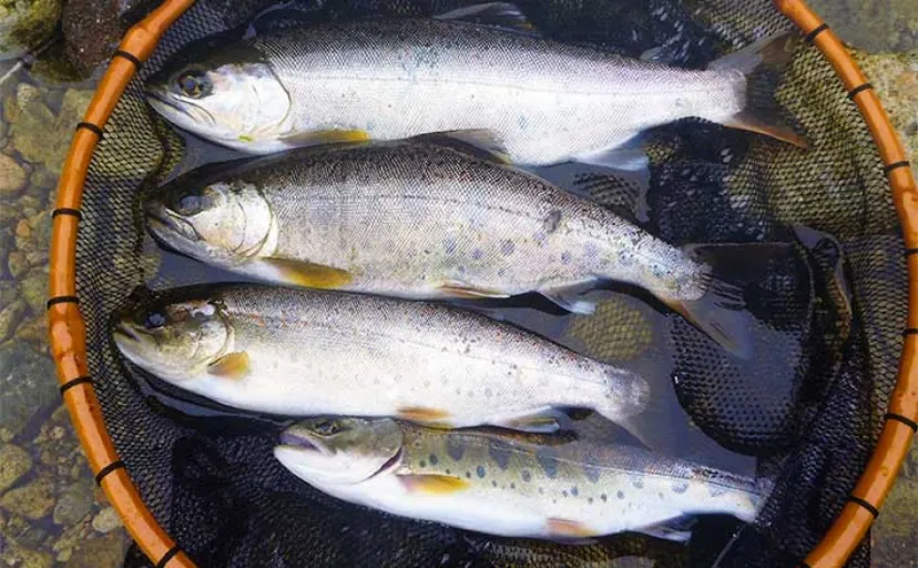 【岐阜・益田川】おすすめ渓流釣りポイント紹介　初期は成魚放流狙いが吉