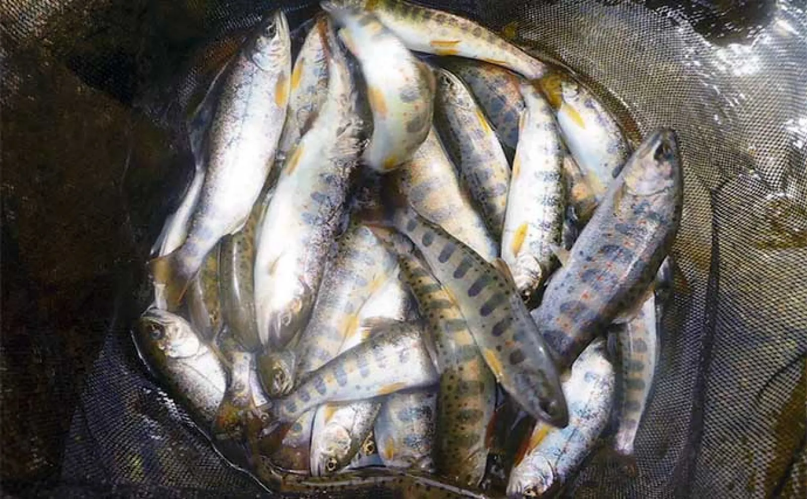 【岐阜・益田川】おすすめ渓流釣りポイント紹介 初期は成魚放流狙いが吉