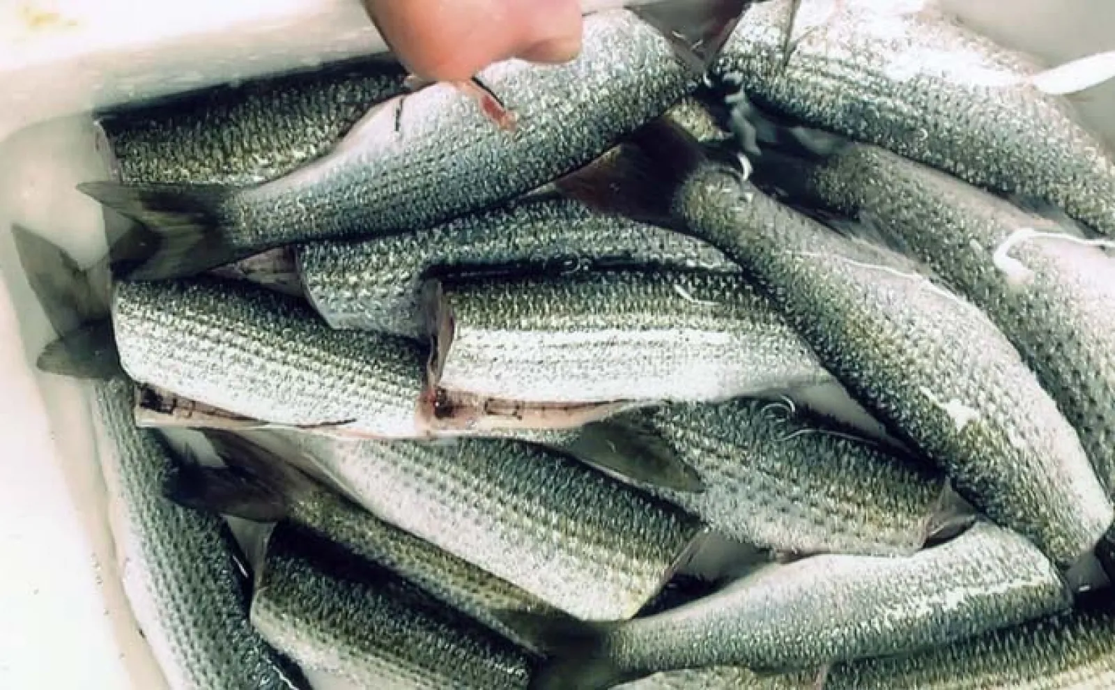 堤防サビキ釣りでボラ爆釣に大満足【愛知】刺身・塩焼き・唐揚げに舌鼓
