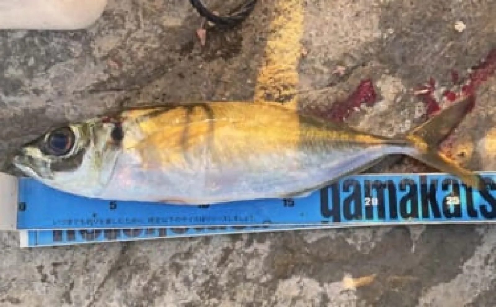 乙浜港のサビキ釣りでイワシ100尾好捕【千葉】フカセ釣りでは