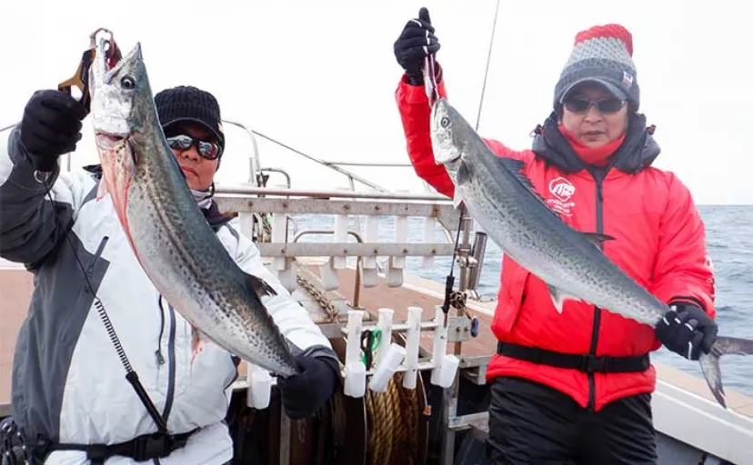 オフショアジギング釣行で90cm級頭にサワラ乱舞【福井・あみや渡船】