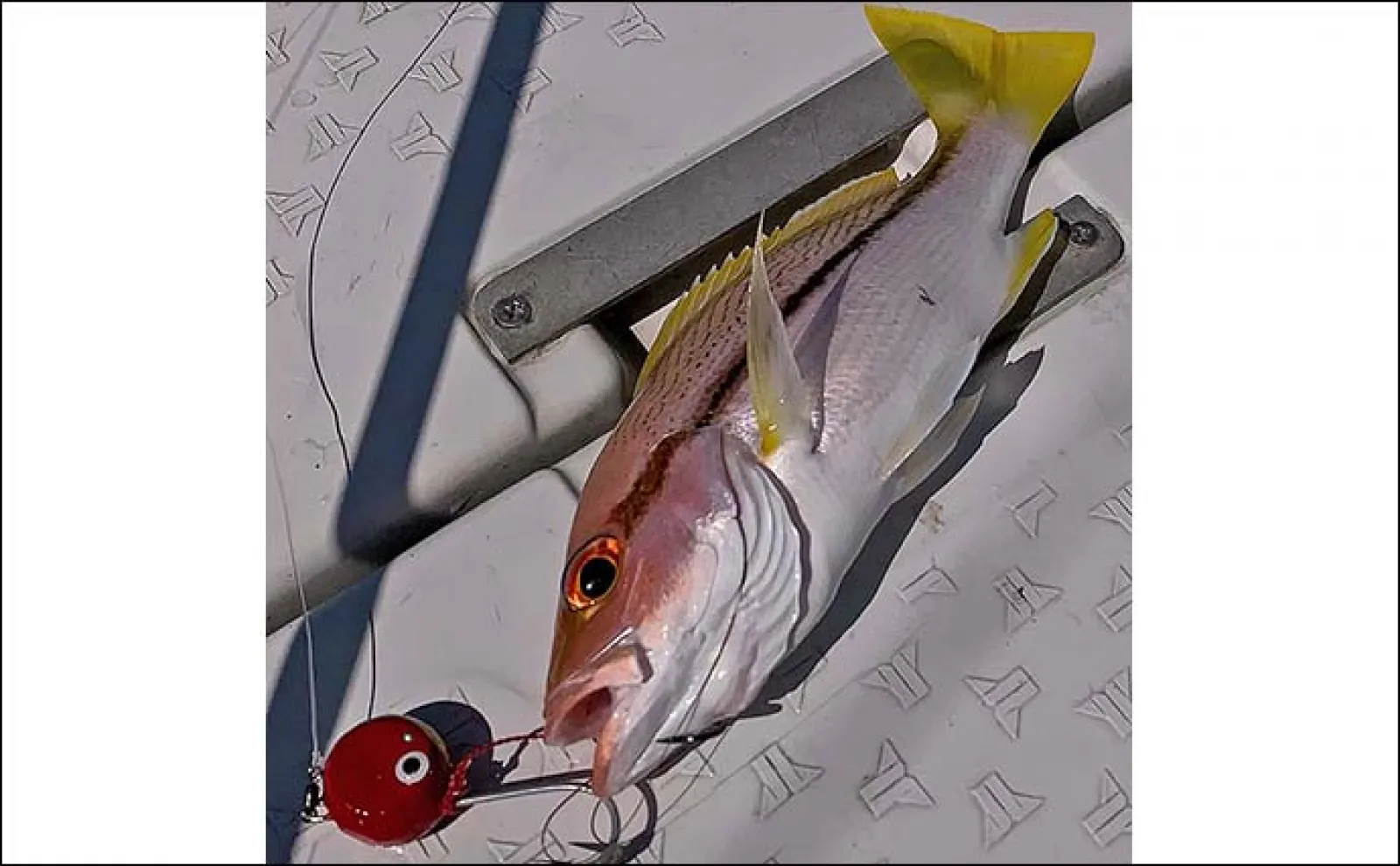 沖縄への遠征釣行で強引堪能　ジギングとパワーテンヤで多彩な魚と対面
