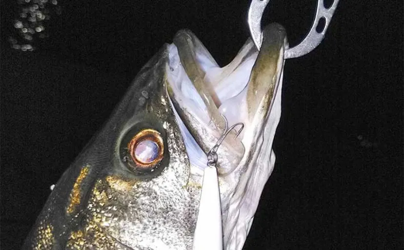 港湾部ルアーシーバス釣行で60cm級本命【名古屋港】ローリングベイトにヒット