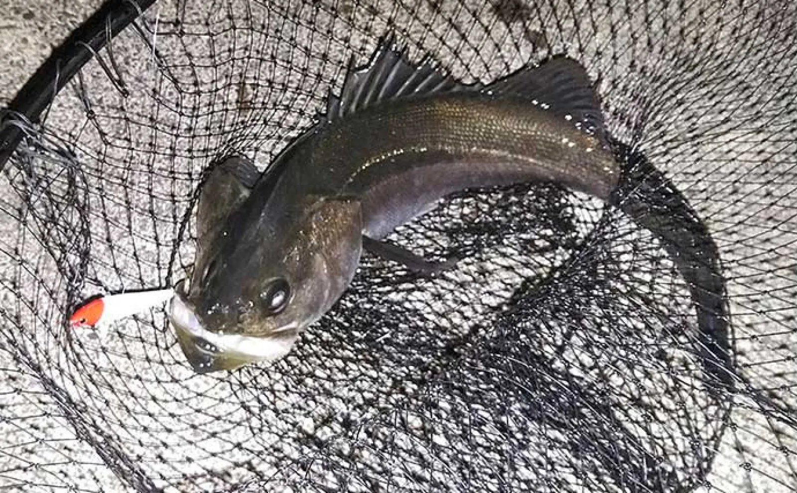 港湾部ルアーシーバス釣行で60cm級本命【名古屋港】ローリングベイトにヒット