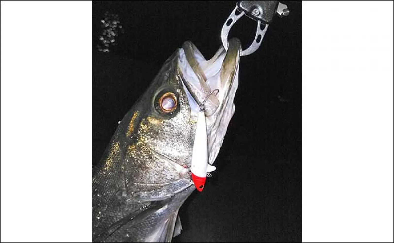 港湾部ルアーシーバス釣行で60cm級本命【名古屋港】ローリングベイトにヒット