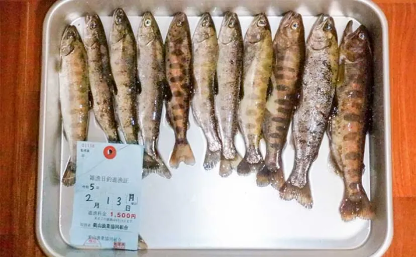 解禁直後の渓流ルアー釣りでアマゴ好捕【岐阜・神崎川】プラグで挑戦