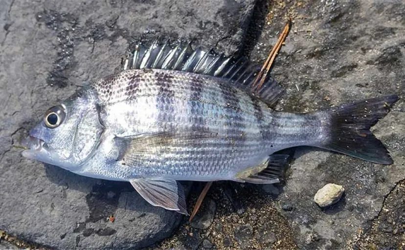 堤防での前打ち釣りでチンタ（クロダイ）を連打【静岡・新居海釣り公園】