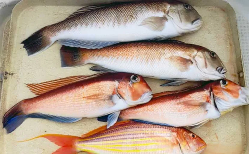 アマダイ狙いのタイラバ釣行でシロアマダイ登場にビックリ【大分】