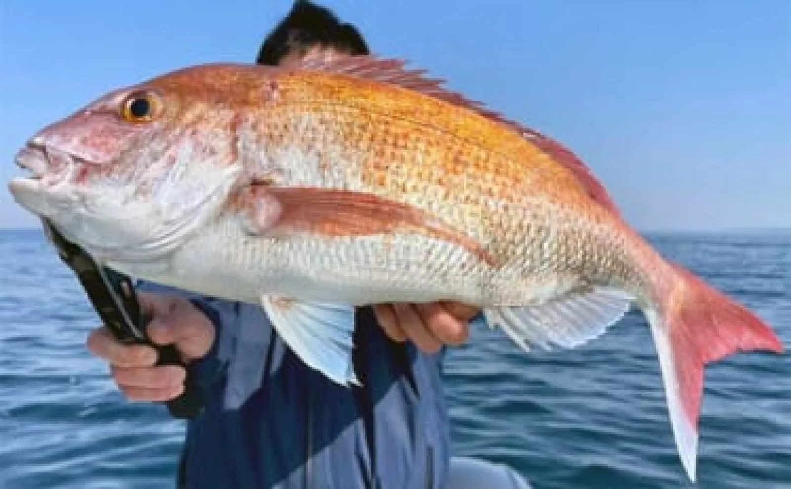 冬の東京湾ボートタイラバ釣行で3kgマダイをキャッチ　回収時ヒットにご注意を