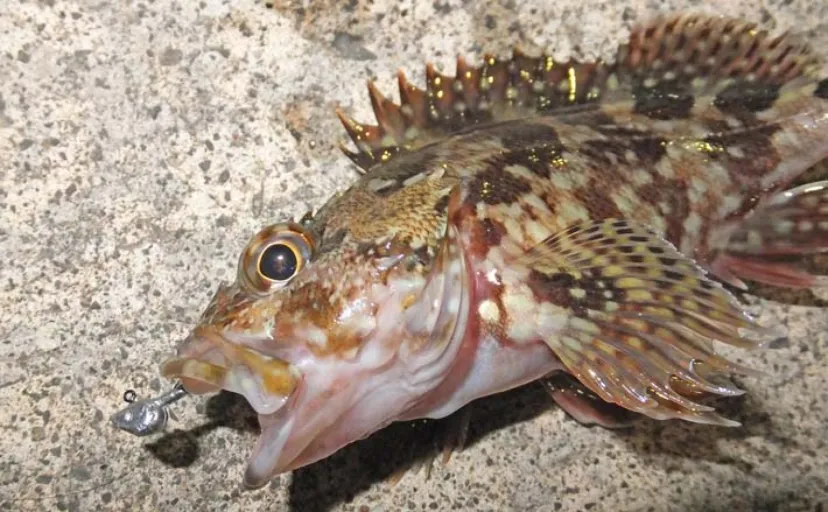 堤防でのルアーカサゴ釣行で本命20尾【南伊豆】好ゲストにアカハタも顔出し