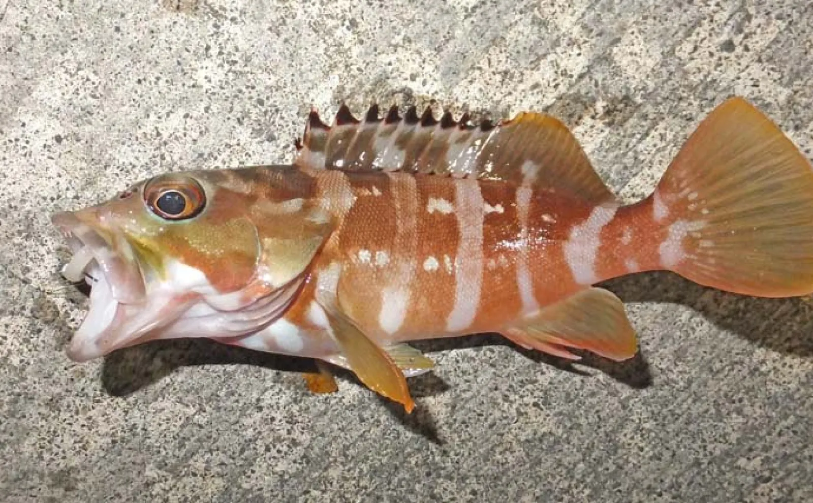 堤防でのルアーカサゴ釣行で本命20尾【南伊豆】好ゲストにアカハタも顔出し