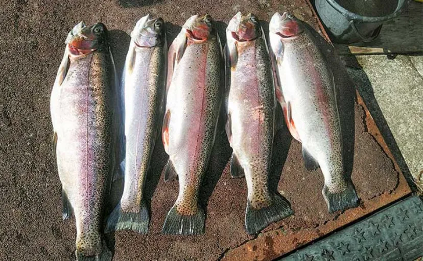 芦ノ湖トラウト解禁直後の釣行で60cm超えの大型ニジマスが連発【箱根】
