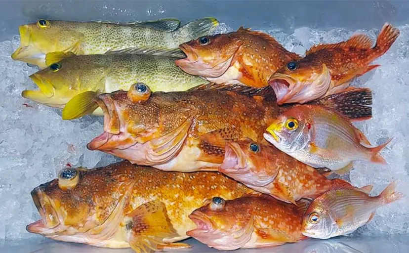 沖のジギング釣行で寒ブリ不発も良型カサゴ手中　「渋い＝スロー」だけではない？