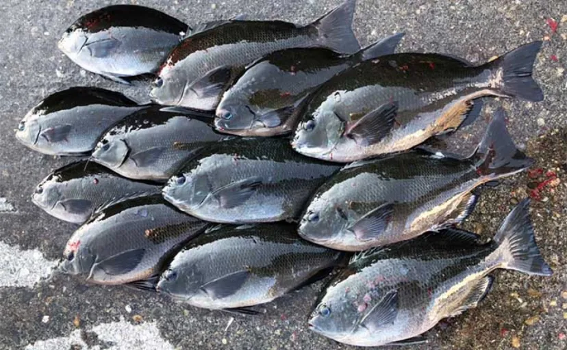 シーズン終盤の寒グレフカセ釣りで38cm頭にグレ2桁釣果【和歌山・串本】