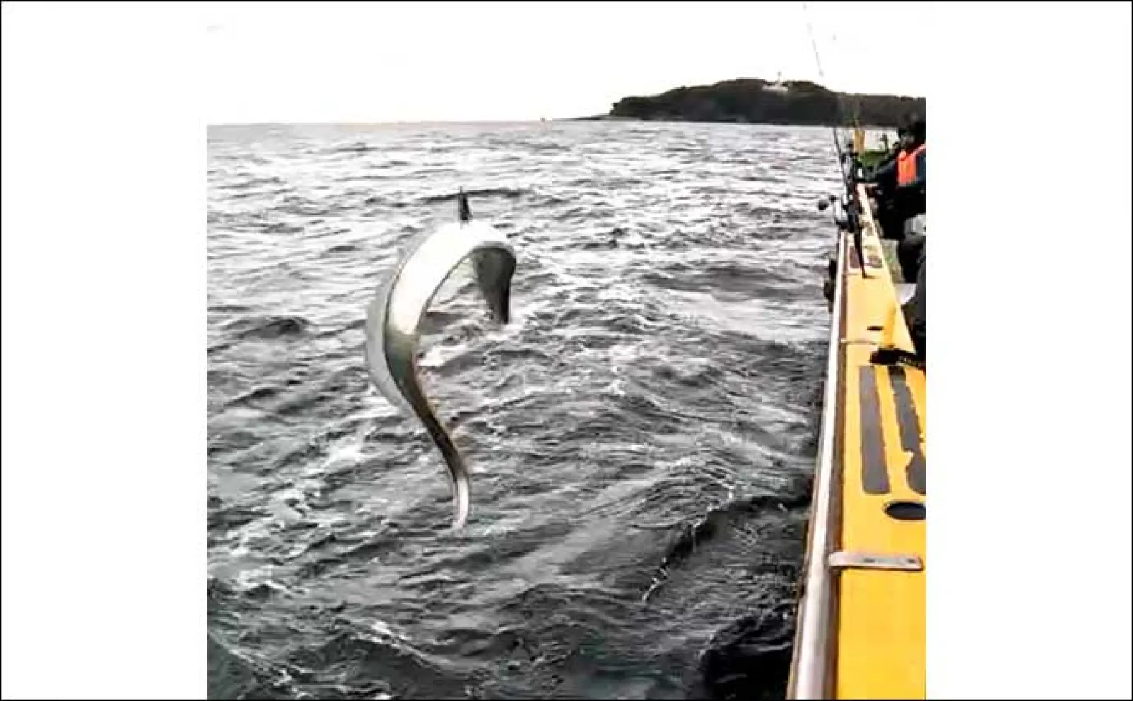 東京湾ジギングタチウオ釣行で3匹と苦戦も釣魚グルメを堪能【横浜・渡辺釣船】