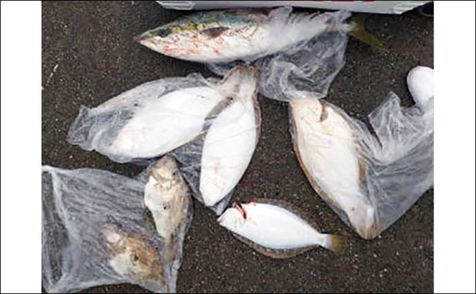 【最新釣果】三重の船釣り ティップランエギングで春のアオリイカ顔出し