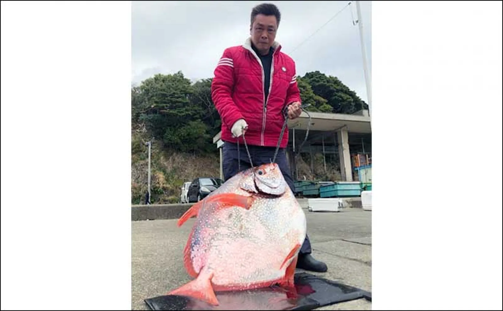 【最新釣果】三重の船釣り ティップランエギングで春のアオリイカ顔出し