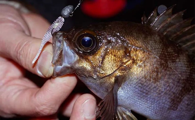 メバリングは「釣れない」から「釣れる」へ　堤防でメバルにマダイにチヌ登場