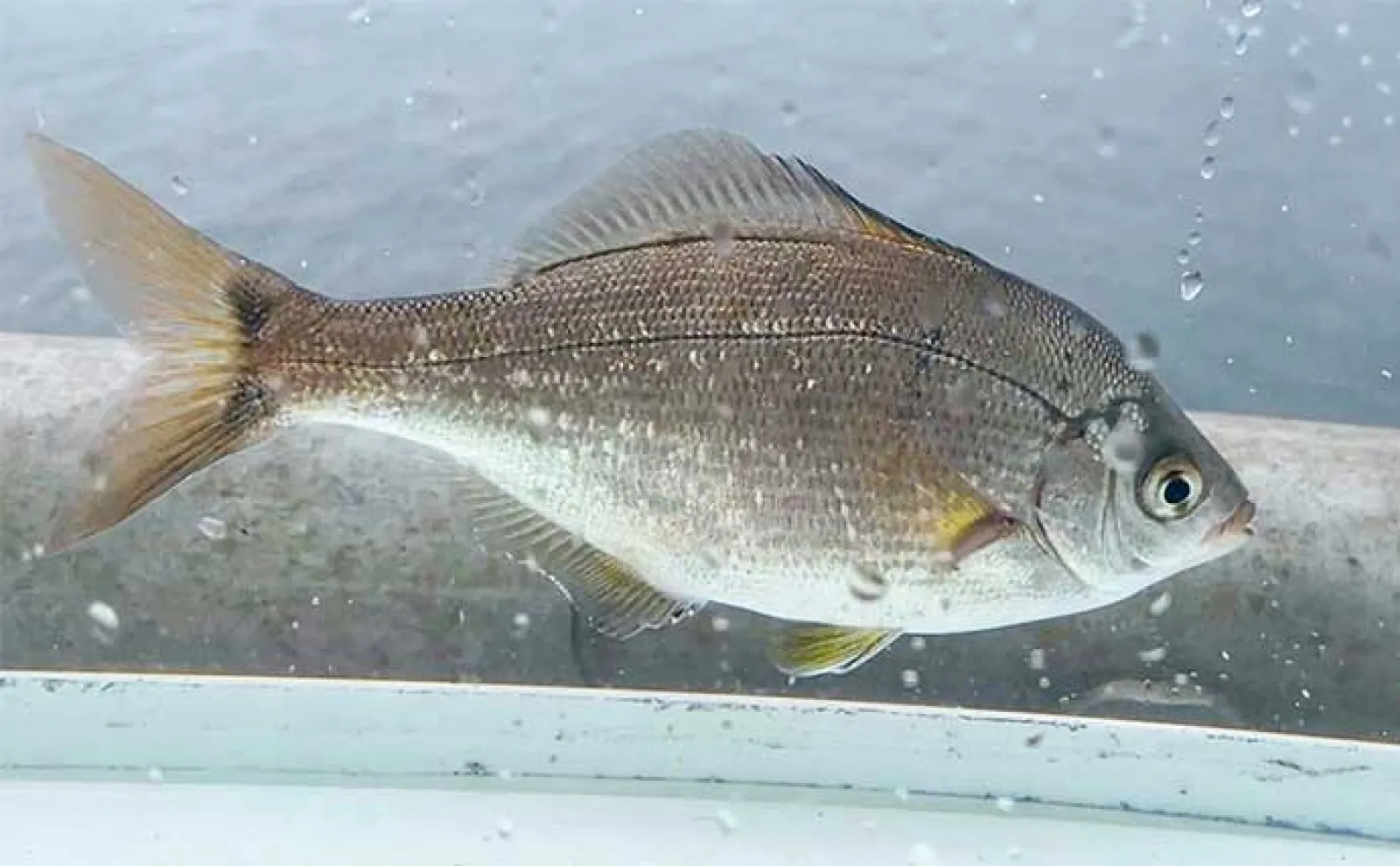 堤防釣りでウミタナゴにメバルとご対面【愛知】サビキ釣りとウキ釣りで挑戦