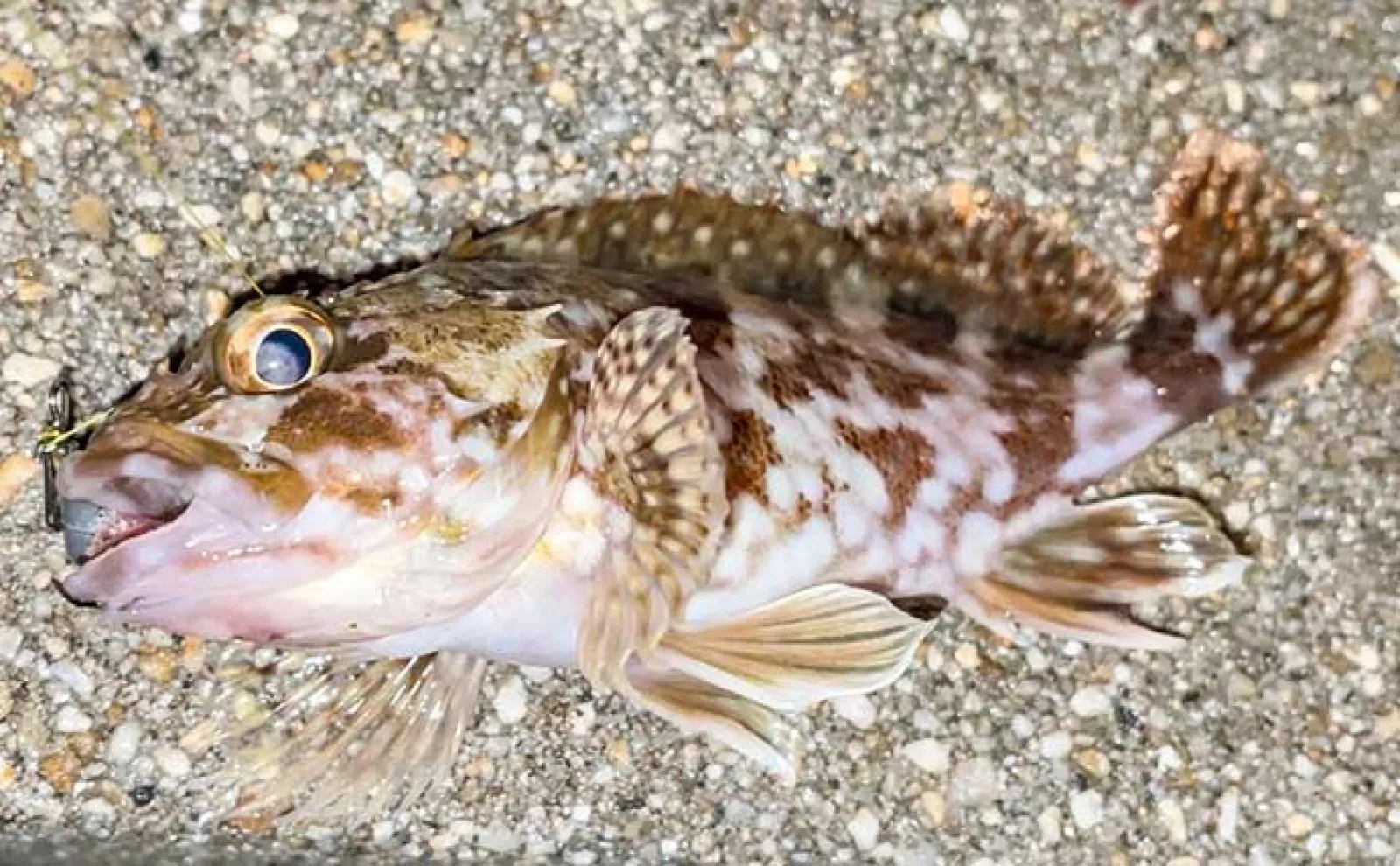 堤防釣りでウミタナゴにメバルとご対面【愛知】サビキ釣りとウキ釣りで挑戦