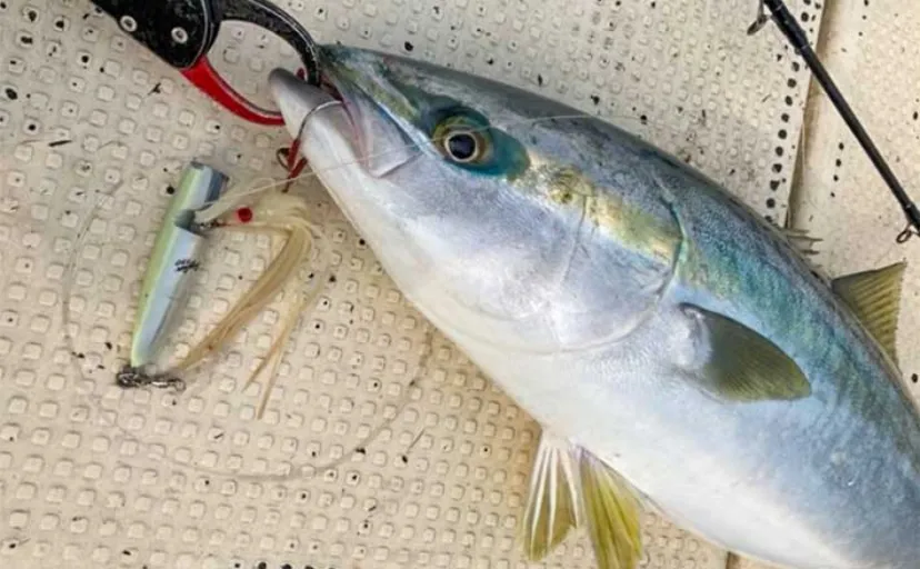 オフショアジギングで15kg「超メタボ」ブリに6kg級ヒラマサ【山口・入江丸】